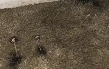 Mushroom Growing in Carpet