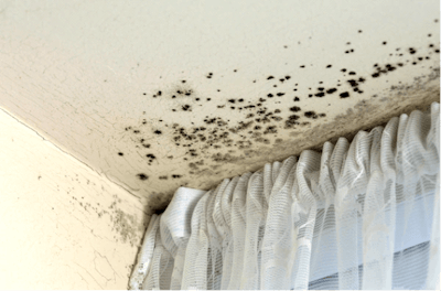 Mold on Ceiling